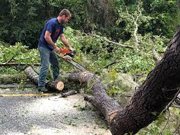 Best Emergency Tree Removal  in August, CA