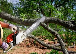 Best Storm Damage Tree Cleanup  in August, CA