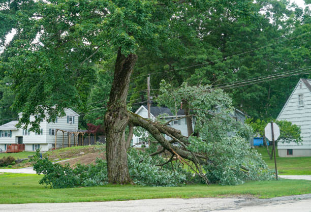 Best Tree Removal  in August, CA