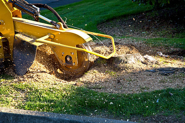 August, CA Tree Care Services Company