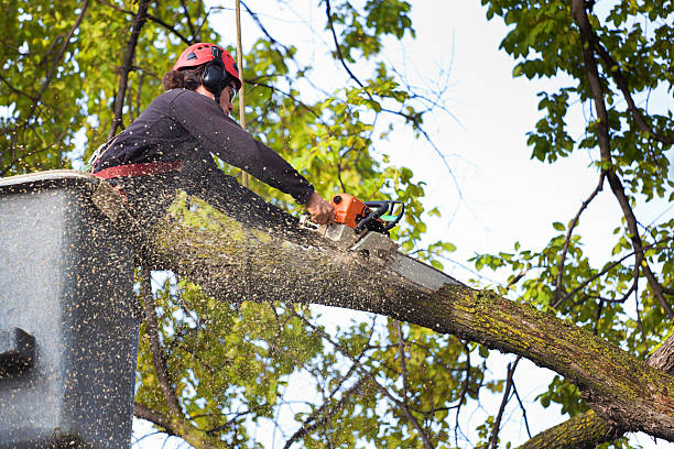 Best Tree and Shrub Care  in August, CA