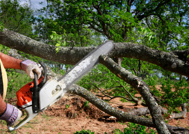 Best Mulching Services  in August, CA