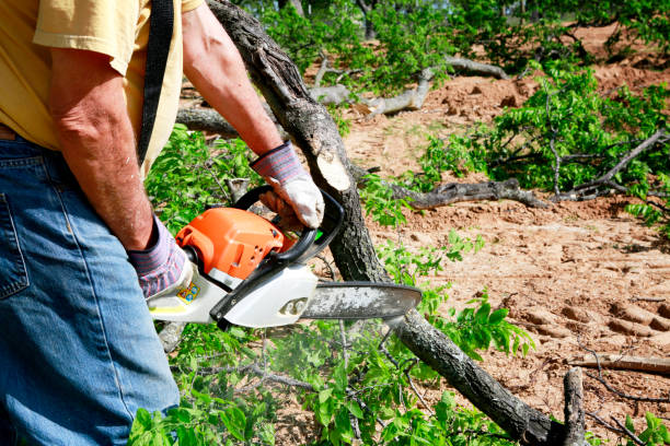 How Our Tree Care Process Works  in  August, CA